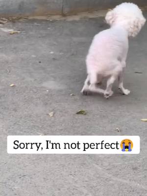 A post by @luckydog_sasa on TikTok caption: Why do you hate dogs so much?😔#dog #petlover #frp #straydoglove