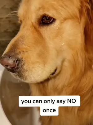 A post by @luckydog_sasa on TikTok caption: you can only say NO once💔#dog #pet #fy #golden