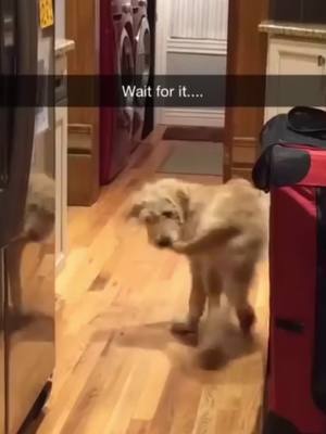 A post by @dogxer on TikTok caption: "That was all planned :/" #dogs #dogsoftiktok #dog