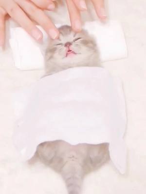 A post by @gaanail on TikTok caption: massage #cat #catsoftiktok #animals #cutebaby #beauty #foryou #fyp