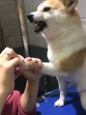 A post by @lovepets_forever on TikTok caption: Just clipping his nails😂😂😂#puppy #dog #dogsoftiktok #funny #foryou