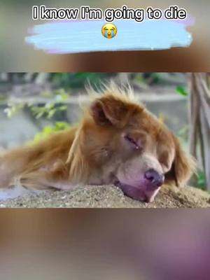 A post by @dogdogdogs0 on TikTok caption: Daddy and mommy, I love you so much! See you in the afterlife. #dog #dogdied #dogsoftiktok #foryou