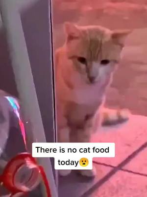 A post by @cutebebe510 on TikTok caption: Every day stray cats come to eat cat food,and today she came too late😟#animals #cat