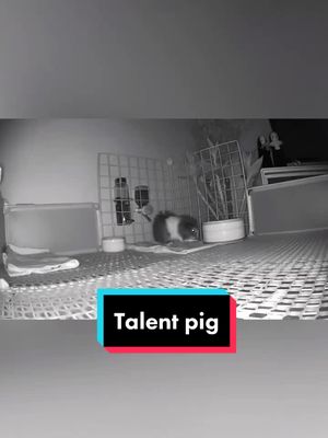 A post by @max01170226 on TikTok caption: He’s so musical 🤩💃can you do it 😬. Comment Y if u can👍.#guineapig #PetsOfTikTok #talentpig #foryoupage