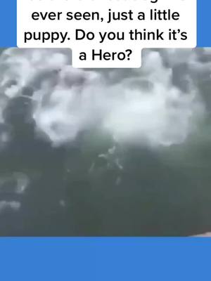 A post by @smartdogcat on TikTok caption: Do you think it’s a hero?#dog #dogsoftiktok #doglover #dogchallenge #pet #petlover #fyp #foryou