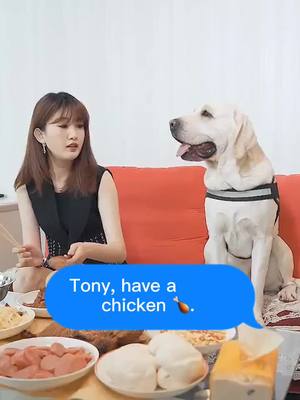 A post by @pety20207 on TikTok caption: What do you think of Tony? Pls give comment 👇#dog #cute #sweethearts #grandpa #oldman #fyp #foryoupage #foryourpage #pety20207