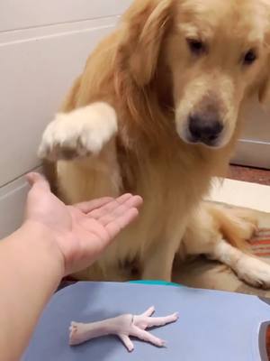 A post by @pettcuet on TikTok caption: My profile link has pet nail clippers without fear of hurting your dog’s hands🥰🥰🥰🥰#fyp #foryou #dog #dogs #doglover #petlover