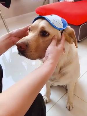 A post by @lovemycutepet on TikTok caption: #fyp #dog #labrador #Alphets