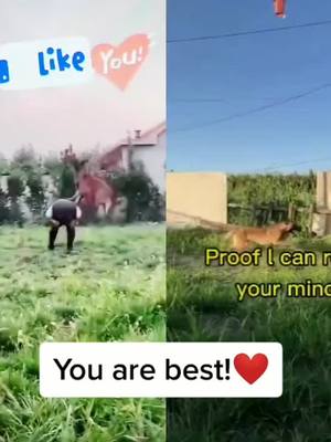 A post by @luckydog_sasa on TikTok caption: #duet with @pet_kirsty I think they are the best,and you?#petlove #dogsoftiktok #foryou #doggy