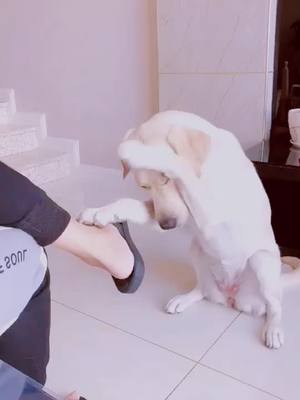 A post by @lovemycutepet on TikTok caption: Give me five✋🏿🖐🤚🏼#fyp #dog #labrador #pet