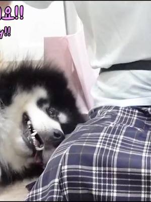 A post by @malamutezzang on TikTok caption: 니거내꺼가 어딨어 다 내 언니..🤣🤣🤣남의 누나도 막 차지합니다 #말라뮤트#malamute 전체영상은 #유튜브 에 있어요