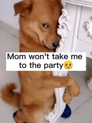 A post by @yutiyy on TikTok caption: This is a sad and helpless story🤣#dog #dogs #doglove #cutedog #dogvodeos #dogforyou