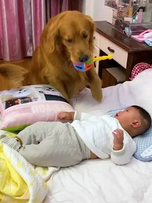 A post by @sukisssss on TikTok caption: baby #kid #puppylove #dogsoftiktok #dog #puppy #puppytiktok #puppydog #cutepuppy #cutepuppy #funndog #犬