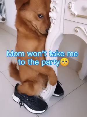 A post by @yutiyy on TikTok caption: I changed my shoes. Are these shoes suitable for party?#dog #dogs #doglove #cutedog #dogvodeos #dogforyou #dogparty