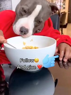 A post by @yutiyy on TikTok caption: Do I eat gracefully?🤣#dog #dogs #doglove #cutedog #dogvodeos #dogeating #funnydogsvideo