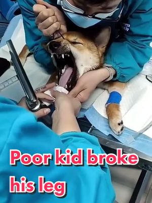 A post by @coolanimalsk on TikTok caption: #fyp #foryou #surgeryonline #pet #dog #shiba