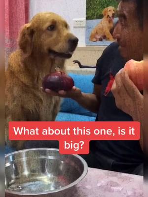 A post by @lovestories27 on TikTok caption: Who is the bad guy?💔#dog #pet #petlover #goldenretriever #fyp