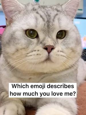 A post by @vikipuppy on TikTok caption: Did you put 😭 or ❤️?#tiktok #foryou #realife #cat