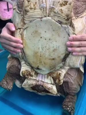 A post by @coolanimalsk on TikTok caption: He recovered well #fyp #foryou #turtle #surge #pet #protection