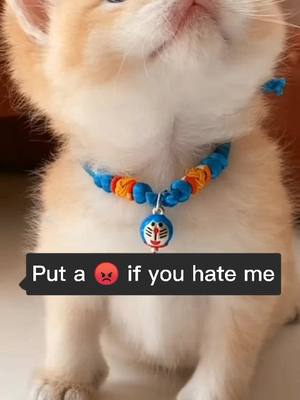 A post by @cutemaomi on TikTok caption: Did you put "😡"? #cat #cats #pet #foryou #catlover