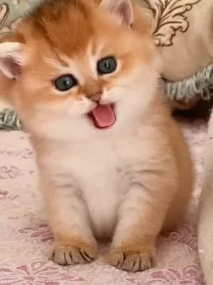 A post by @cutemaomi on TikTok caption: 🐱❤️😍😜 #cute #cat #cats #catlover #foryou