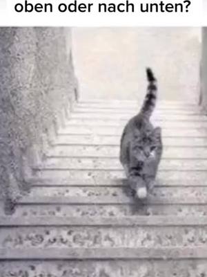 A post by @yarrrak._ on TikTok caption: Läuft die Katze nach oben oder nach unten?🤔#fyp #katze #foryoupage #viral #treppe #fürdich