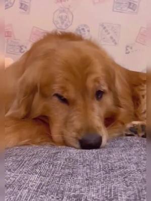 A post by @lovestories27 on TikTok caption: Do u like the look I'm my eyes? #dog #doglover #pet #petlover #funny #cute #goldenretriever #PerfectAsIAm #fyp