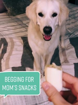 A post by @ on TikTok caption: pov: when Milo begs for the food I’m eating #dogsoftiktok #SoAwkward #PerfectAsIAm #puppy #dogs #petlover #petvlog #EasyMeal