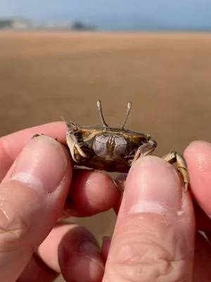 A post by @coolanimalsk on TikTok caption: Cute baby #foryou #crab #beach #sea #cute #pet #SoAwkward