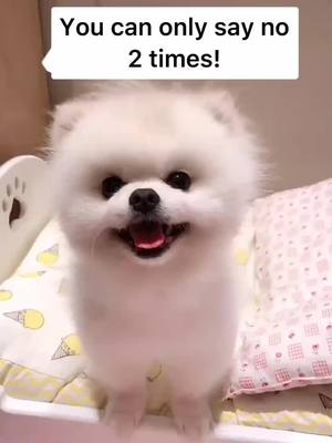 A post by @smartdogcat on TikTok caption: Will you?🥺 #dog #dogsoftiktok #doglover #puppy #puppylove #pet #petlover #foryou #fyp