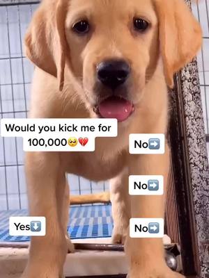 A post by @vikipuppy on TikTok caption: Would you?🥺#tiktok #reallife #doggy #foryoupage #ActionLines