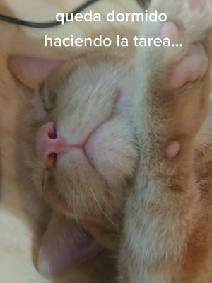 A post by @yinyang.cats on TikTok caption: Así son los chamacos #gatito #durmiendo