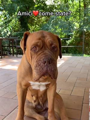 A post by @sonorosy on TikTok caption: Vi sono mancata?❤️🐶 #perte #foryou #foryoupage #viral #like #dog #cani #rosyroadto200k #doguedebordeaux