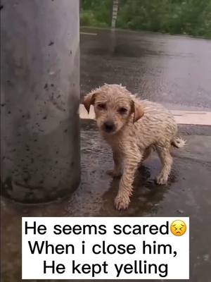 A post by @vikipuppy on TikTok caption: Will you take he home? 😟😟#ItStartsOnTikTok #reallife #dog #straydog #fyp