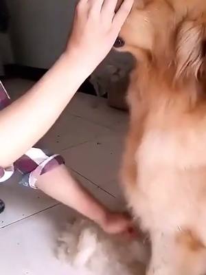 A post by @kanepollard2020 on TikTok caption: U never know how to comb the dog’s hair if u don’t raise them😅#goldenretriever #dogsoftiktok #doghairremoval #foryou