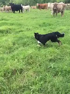 A post by @wreckem_outdoors on TikTok caption: Aussie on Aussie on Aussie! Love my dog. #cattledog #farmlife #ranchlife