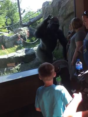 A post by @heathermrozek on TikTok caption: He do be kinda thicc tho #fyp #foryou #funny #zoo #Snapshot #viral #monkey #trending #xyzbca