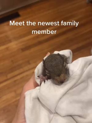 A post by @thebluegrassmom on TikTok caption: I love him so much! #animalsoftiktok #babysquirrel #tiktokmom #fyp