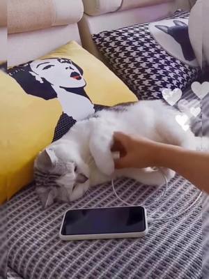 A post by @petplayground on TikTok caption: #foryou #foryoupage #pet #cat #amazing #follow omg😂Its so amazing