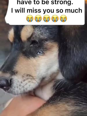 A post by @smartdogcat on TikTok caption: miss u my puppy joe🥺🥺🥺🥺🥺 #dog #dogsoftiktok #doglover #puppy #puppylove #pet #petlover #foryou #fyp