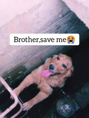 A post by @luckydog_sasa on TikTok caption: put a❤️if u think my brother is brave👍#MedievalTikTok #pet #petlove #doggy #dog #fyp #foryou