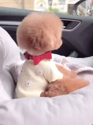 A post by @yutiyy on TikTok caption: If you like dogs.🐶#dog #dogs #dogsoftiktok #doggo #Teddy