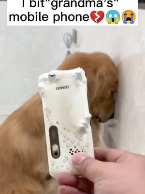 A post by @yutiyy on TikTok caption: Can I still have this mobile phone📱💔#dog #dogs #dogsoftiktok #doge #doggo #doglover