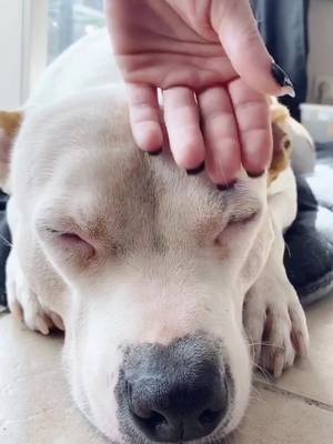 A post by @fannymona on TikTok caption: Biggest Love 🐶🖤 #pourtoi #pt #foryou #fy #chien #dog #americanstaff #amstaff #americanstaffordshireterrier #Love #adorable #adorableanimals