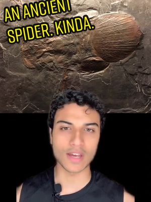 A post by @burhan.mustafa on TikTok caption: ARACHNOPHOBIA #science#edutok#education#LearnOnTikTok#learn#spiders#animals#exticnt#facts#spiders#arachnophobia#paleontology#archaeology#biology#fyp