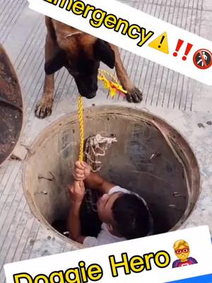 A post by @doggiehero on TikTok caption: Thank you hero to save my life😭😭😭Do you this he is good doggie?🐶#Doggiehero #pupy#DogsOfTikTok #fyp#PetsOfTikTok #bestfriend