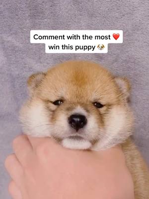 A post by @malamuteplus on TikTok caption: #shiba #puppy #dogsoftiktok #fyp #dog #doglover #doggy Anyone want this puppy?🥺❤️🐶