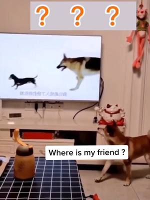 A post by @cutecatyoyo on TikTok caption: Where is my friend ? Can you help me ?#funnyvideos #dogs #DogsOfTikTok #foryou #fyp