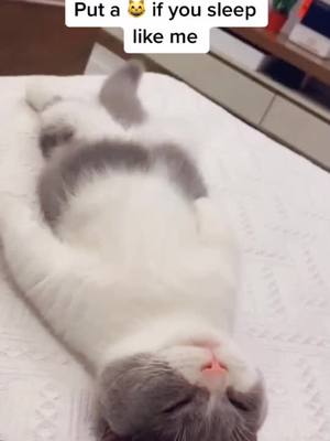 A post by @bbbuddiess on TikTok caption: Do you sleep like me? #cat #kitty #cute #pet #catsoftiktok #foryou #fypシ