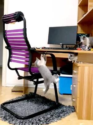 A post by @quanminlumao on TikTok caption: How to get back to the chair? #foryou #cat #catlove #catsoftiktok